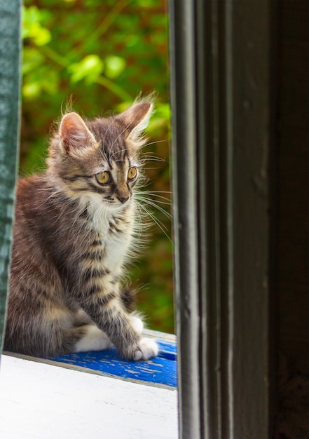 Mały szary kotek siedzący przy oknie