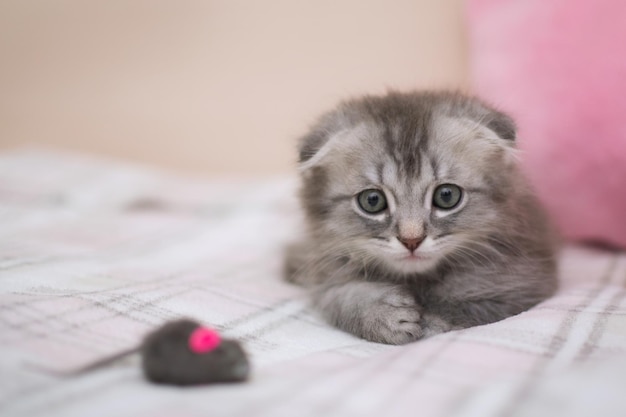 Mały szary kotek siedzi w domu na ciepłym kocu na łóżku obok kłębków nici i zabawkowej myszki