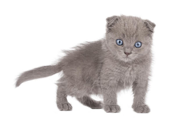 mały szary kotek szkocki fałd z niebieskimi oczami na białym tle