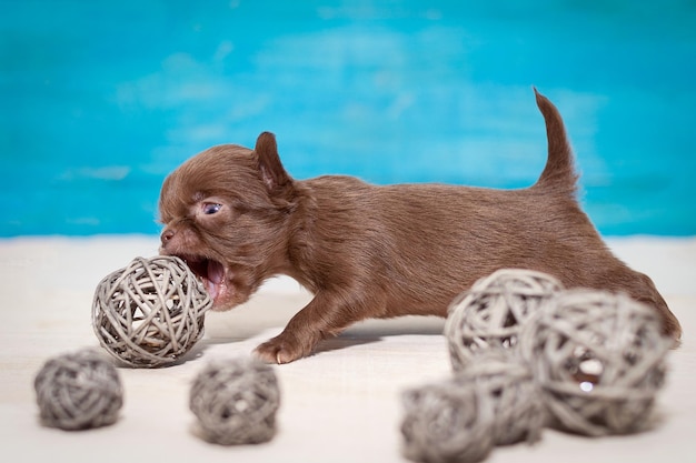 Zdjęcie mały szczeniak chihuahua bawi się gryząc piłkę selektywnej ostrości winorośli