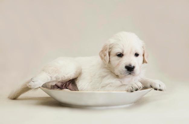 Mały szczeniak Golden Retriever leży w spodku