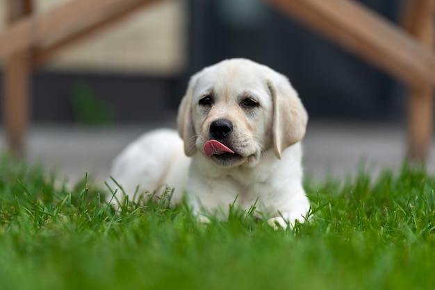 Mały szczeniak labrador retriever leży na trawie, ziewa i pokazuje język