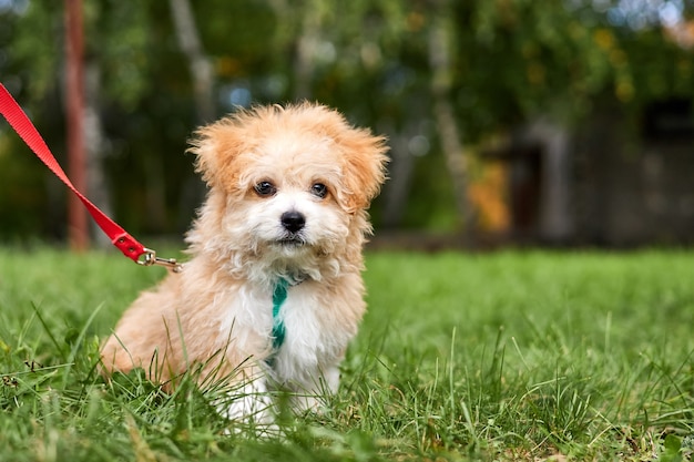 Mały szczeniak Maltipoo spaceruje po zielonej trawie