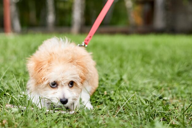 Mały Szczeniak Maltipoo Spaceruje Po Zielonej Trawie