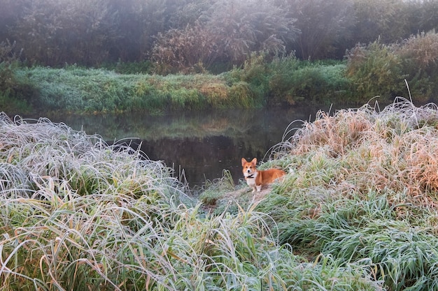 Mały szczeniak pembroke corgi, nad rzeką w pierwsze jesienne przymrozki rano o świcie