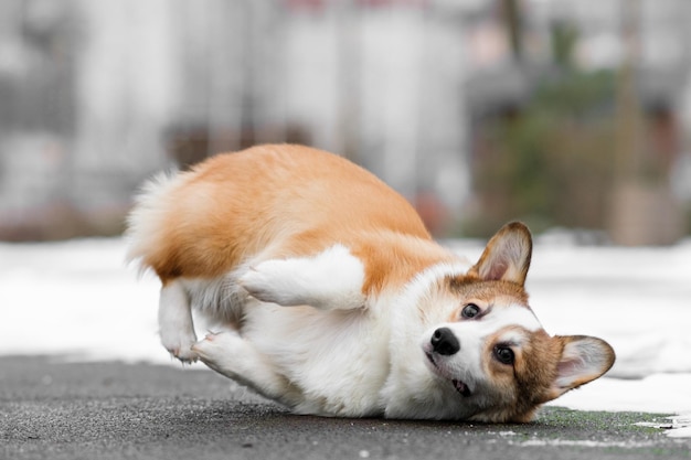 Mały szczeniak Pembroke Welsh Corgi chodzi po śniegu. Upadł i leży w pobliżu. Szczęśliwy mały pies.