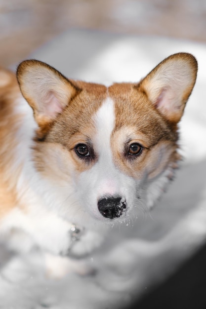 Mały szczeniak Pembroke Welsh Corgi chodzi po śniegu w słoneczny zimowy dzień patrzy na kamerę Szczęśliwy mały pies Koncepcja opieki o życie zwierząt pokaz zdrowia rasy psów