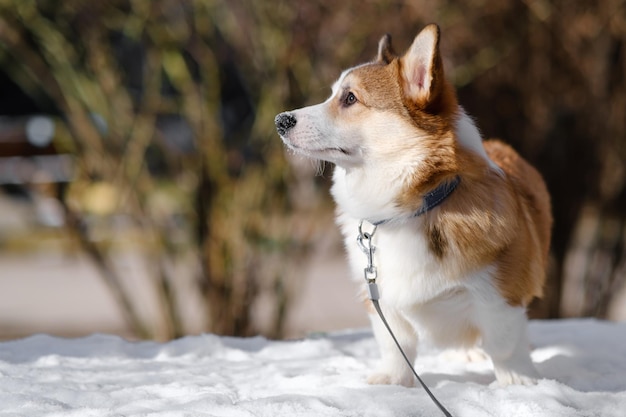 Mały szczeniak Pembroke Welsh Corgi chodzi po śniegu w słoneczny zimowy dzień Szczęśliwy mały pies Koncepcja opieki nad zwierzętami życie zdrowie pokaz rasy psów