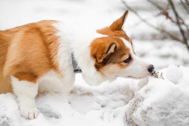 Mały szczeniak Pembroke Welsh Corgi chodzi po śniegu Wącha śnieg Szczęśliwy mały pies Koncepcja opieki o życie zwierząt Zdrowie pokaz rasy psów