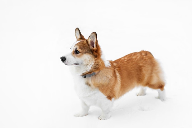 Mały Szczeniak Pembroke Welsh Corgi Chodzi Po śniegu Widok Boczny Szczęśliwy Mały Pies Koncepcja Opieki O życie Zwierząt Zdrowie Pokaz Rasy Psów