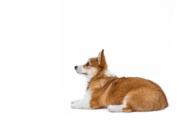 Mały szczeniak Pembroke Welsh Corgi leży i odwraca wzrok z boku Izolowany na białym tle Szczęśliwy mały pies Koncepcja opieki o życie zwierząt Zdrowie pokaz rasy psów