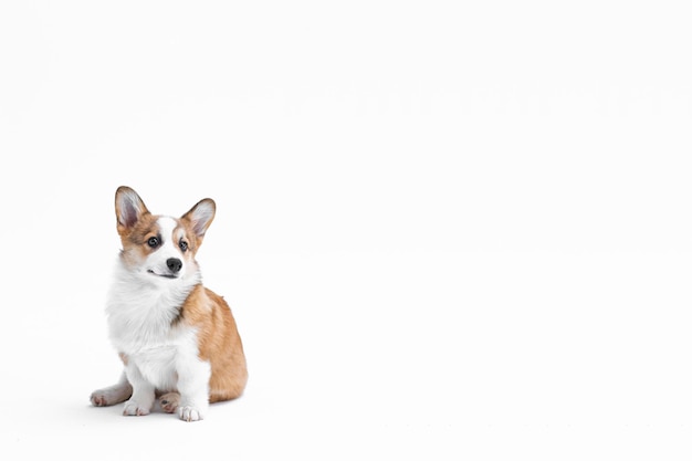 Zdjęcie mały szczeniak pembroke welsh corgi siedzi i patrzy na bok izolowany na białym tle szczęśliwy mały pies koncepcja opieki o życie zwierząt zdrowie pokaz rasy psów