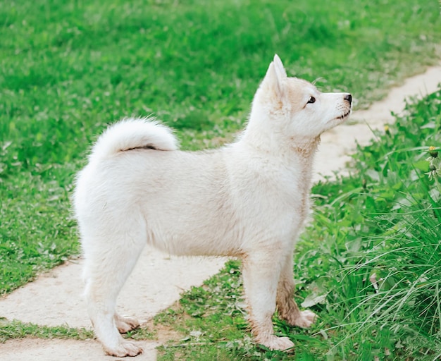 Zdjęcie mały szczeniak polującego na zachodnią syberię husky stoi na ścieżce uroczy pies domowy