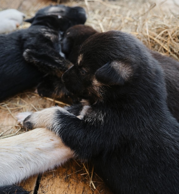 Mały szczeniak rasy Alaskan husky z czarno-brązowym pyskiem Mieszaniec rasy północnej zaprzęgowej