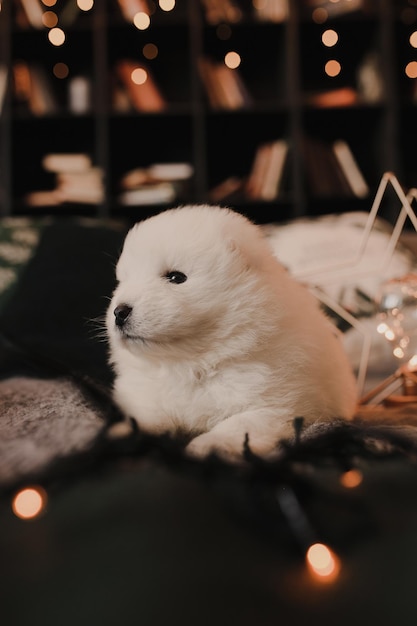 Mały szczeniak samoyed carnivore na Boże Narodzenie