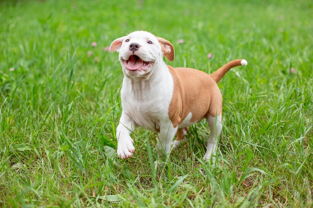 Mały szczeniak Staffordshire Terrier na spacerze po trawie, biegając, grając