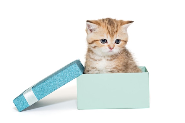 Mały szkocki kotek w pudełku upominkowym