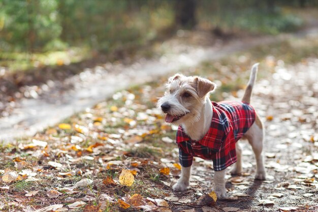 Mały szorstkowłosy pies rasy Jack Russell Terrier w czerwonej koszuli w kratę stoi w zielonym lesie na drodze Niewyraźne tło napisu