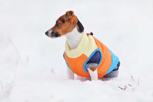 Mały terier Jack Russell ubrany w pomarańczową, grubą, ciepłą kurtkę zimową, siedzący na pokrytym śniegiem polu, patrząc w bok