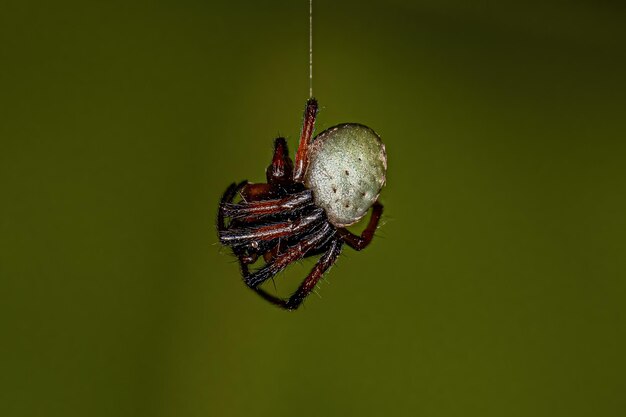 Mały typowy Orbweaver