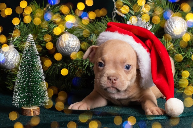 Mały, uroczy, ciekawski, brązowy szczeniak American Bully w czapce Świętego Mikołaja, patrzący na ciebie obok udekorowanej choinki Boże Narodzenie i Nowy Rok dla zwierząt domowych Wakacje dla zwierząt domowych