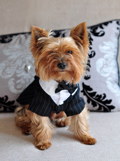 Mały uroczy Yorkshire Terrier siedzi na kanapie w eleganckim ubraniu dla psa.