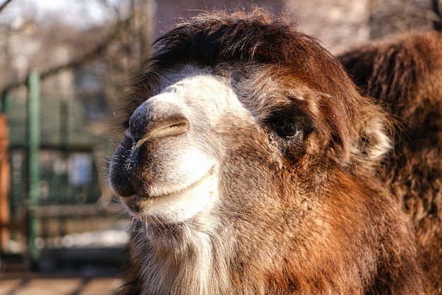 Mały wielbłąd w zoo. Uśmiechnięty wielbłąd patrzy w obiektyw aparatu