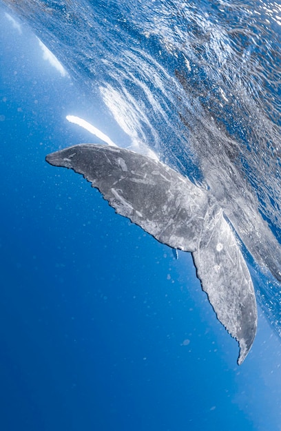 Mały wieloryb grzbietowy na Okinawie w Japonii