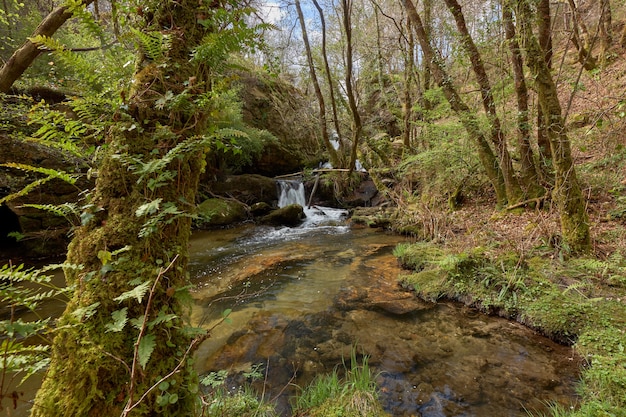 Mały wodospad utworzony przez rzekę Teo na terenie Galicji, Hiszpania.