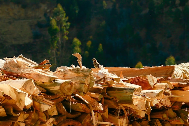 Mały wróbel stojący na kłodach ciętych na drewno opałowe