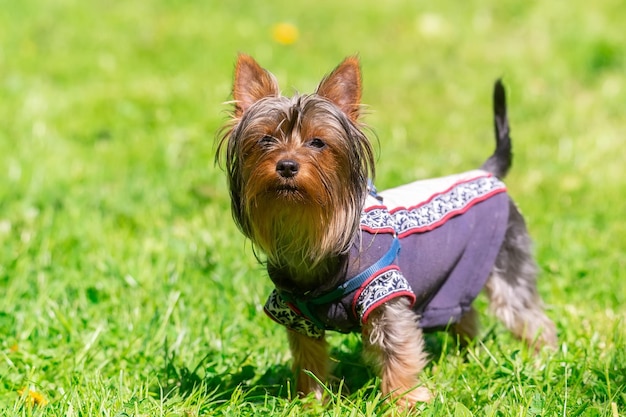 Mały Yorkshire Terrier Pozuje Na Trawie Yorki Dog