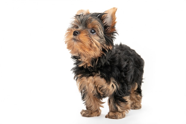 Mały Yorkshire Terrier szczeniak odizolowywający na białym tle