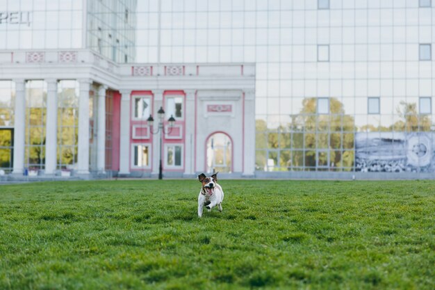 Mały Zabawny Pies Na Zielonej Trawie Przed Budowaniem Lustra. Mały Jack Russel Terrier Zwierzak Gra Na świeżym Powietrzu W Parku. Pies I Zabawka Na świeżym Powietrzu.