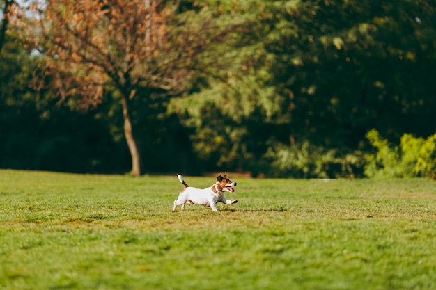 Mały zabawny pies na zielonej trawie przed drzewami. Mały Jack Russel Terrier zwierzak gra na świeżym powietrzu w parku. Pies i zabawka na świeżym powietrzu.