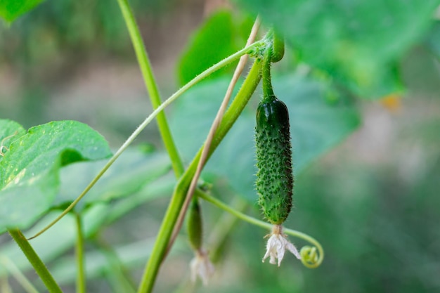 Mały zielony ogórek na łodydze Uprawa i pielęgnacja ogórkówSelektywne skupienie