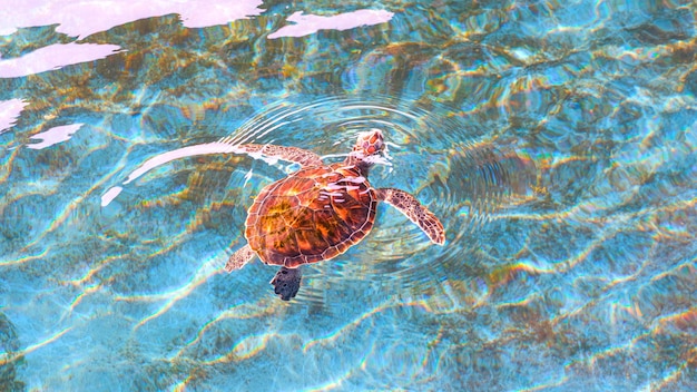 Mały zielony żółw pływa, by odetchnąć na powierzchni wody morskiej w niebieskim stawie.
