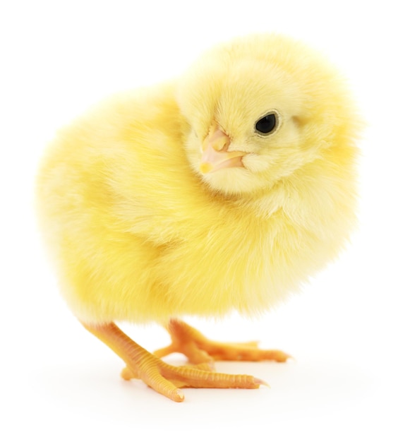 Mały żółty kurczak