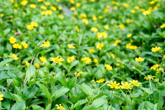 Mały żółty kwiat na zielonej łodydze
