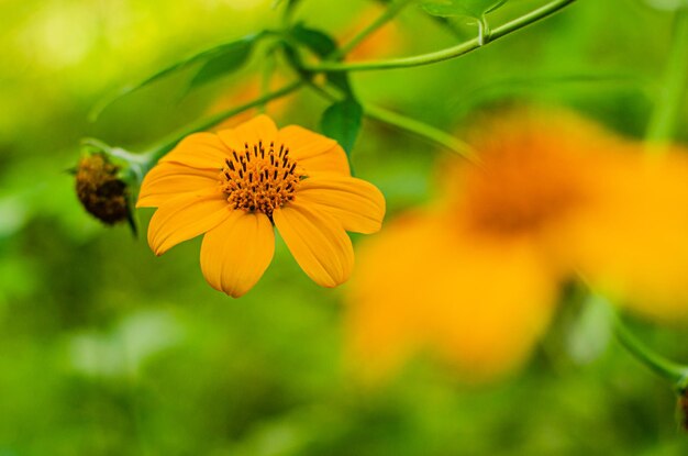 Zdjęcie mały żółty kwiat w ogrodzie