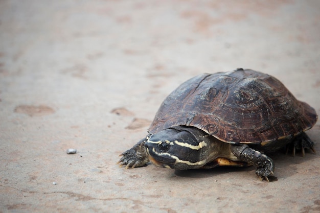 Mały żółw idzie po betonowej drodze