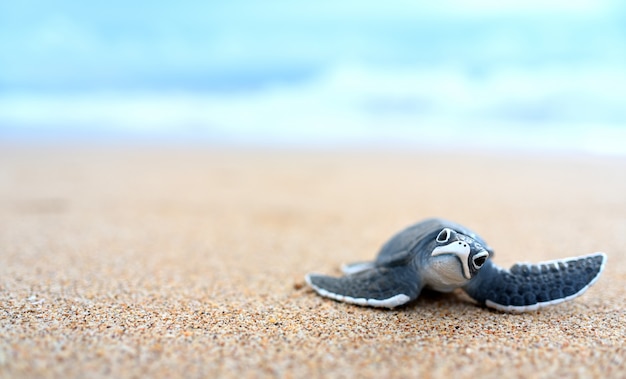 Zdjęcie mały żółw na białej plaży