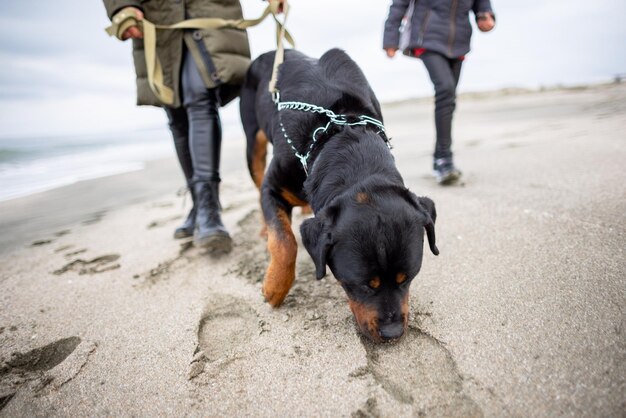 Zdjęcie mama i dziewczyna spacerują po plaży z psem rottweiler w chłodne dni