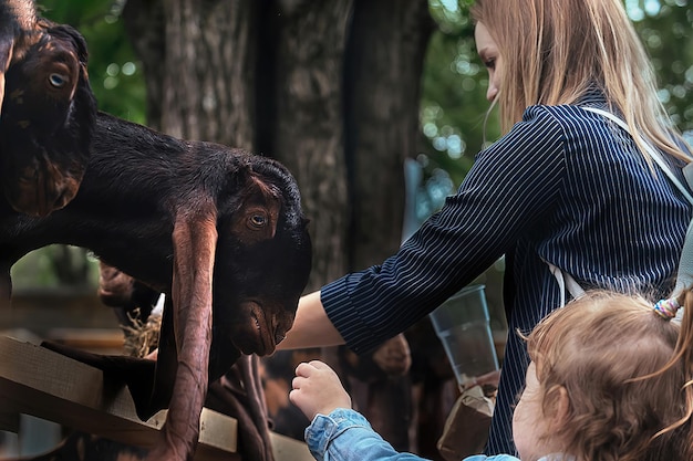 Mama i jej córeczka w zoo karmią kozy damasceńskiej rasy Shami