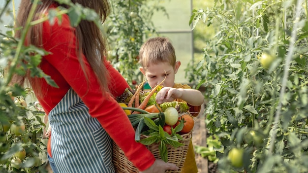 Mama i syn zbierają dojrzałe pomidory w koszu w szklarni Zdrowe produkty ekologiczne uprawiane w Twoim ogrodzie