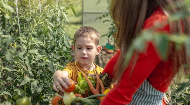 Mama i syn zbierają dojrzałe pomidory w koszu w szklarni Zdrowe produkty ekologiczne uprawiane w Twoim ogrodzie