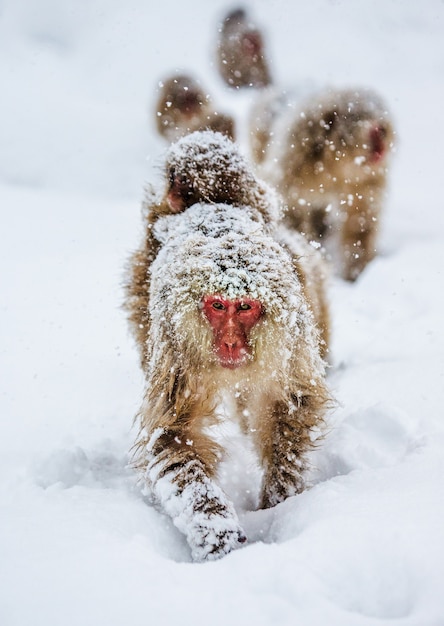 Mama japońska makak z dzieckiem na plecach idzie do gorącego źródła w głęboki śnieg