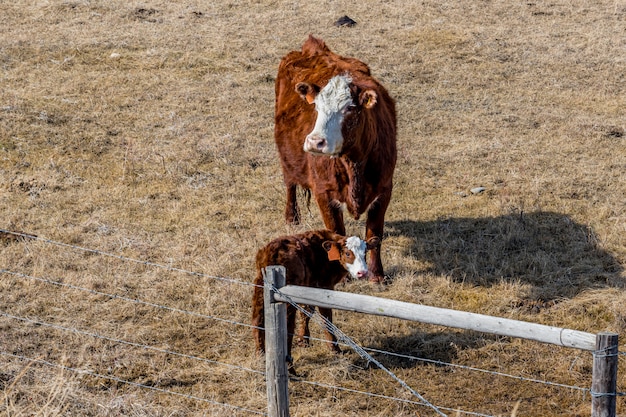 Mama Krowa Z Nowonarodzonym Cielakiem Na Pastwisku W Saskatchewan, Kanada