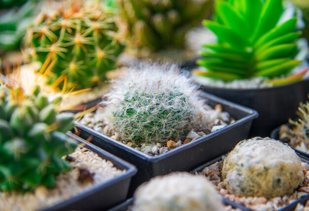 Mammillaria plumosa. Popularny gatunek kaktusa.