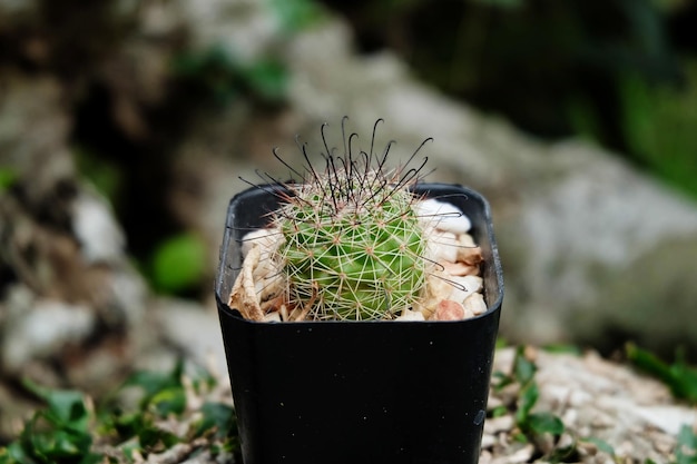 Zdjęcie mammillaria sp kaktus z zakrzywionym cierniem na garnku kaktusy cactaceae drzewo soczyste roślina odporna na susze