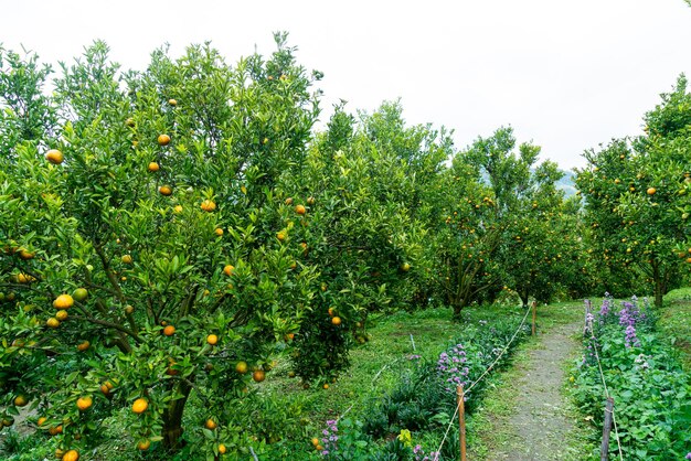 Mandarynkowy Ogród Pomarańczowy Lub Farma Pomarańczy